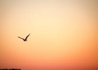 2015-11--- DSC 3530 Morning-Birds ok 1